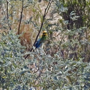 Merops ornatus at Tharwa, ACT - 12 Nov 2018