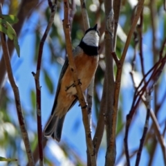 Pachycephala rufiventris (Rufous Whistler) at Tharwa, ACT - 12 Nov 2018 by RodDeb