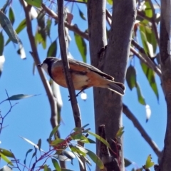 Pachycephala rufiventris at Tharwa, ACT - 12 Nov 2018 11:22 AM