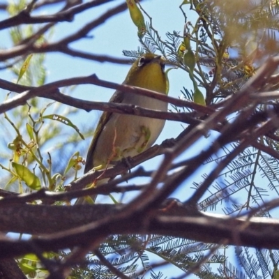 Zosterops lateralis (Silvereye) at Tharwa, ACT - 12 Nov 2018 by RodDeb