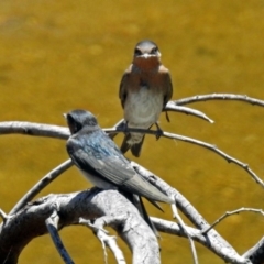 Hirundo neoxena (Welcome Swallow) at Tharwa, ACT - 12 Nov 2018 by RodDeb