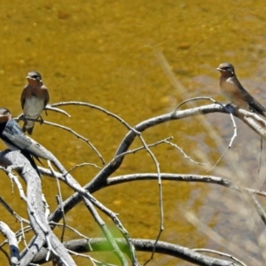 Hirundo neoxena at Tharwa, ACT - 12 Nov 2018