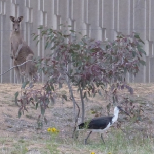 Threskiornis spinicollis at Deakin, ACT - 12 Nov 2018