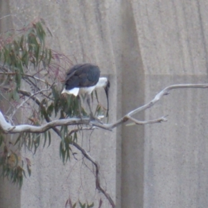 Threskiornis spinicollis at Deakin, ACT - 12 Nov 2018 06:48 PM