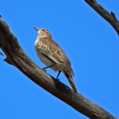 Lalage tricolor (White-winged Triller) at Tennent, ACT - 12 Nov 2018 by RodDeb