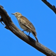 Lalage tricolor at Tennent, ACT - 12 Nov 2018