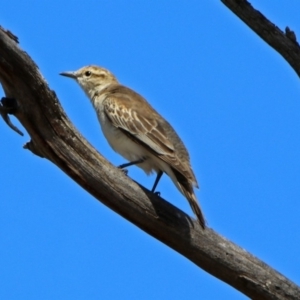 Lalage tricolor at Tennent, ACT - 12 Nov 2018