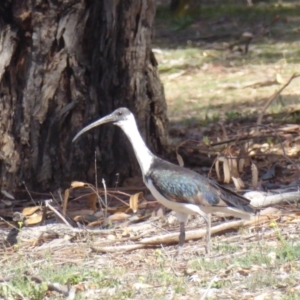 Threskiornis spinicollis at Hughes, ACT - 12 Nov 2018