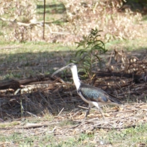 Threskiornis spinicollis at Hughes, ACT - 12 Nov 2018