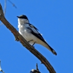 Lalage tricolor (White-winged Triller) at Paddys River, ACT - 11 Nov 2018 by RodDeb