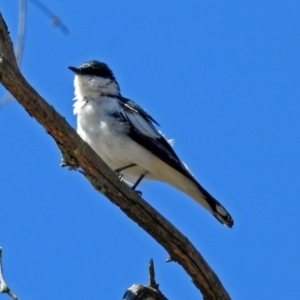 Lalage tricolor at Paddys River, ACT - 12 Nov 2018 10:34 AM