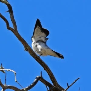 Lalage tricolor at Paddys River, ACT - 12 Nov 2018 10:34 AM