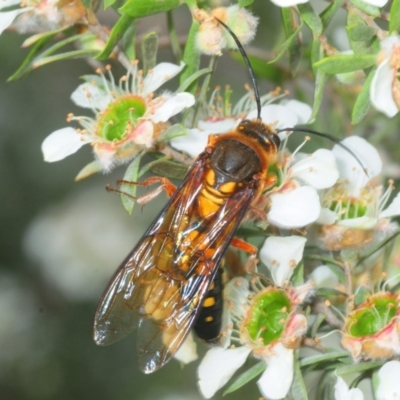 Catocheilus sp. (genus) (Smooth flower wasp) at Pambula, NSW - 10 Nov 2018 by Harrisi