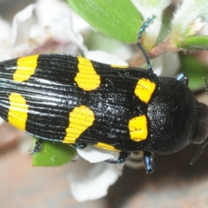 Castiarina australasiae at Coree, ACT - 11 Nov 2018