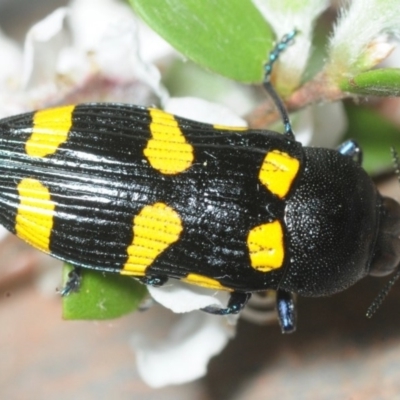Castiarina australasiae (A jewel beetle) at Coree, ACT - 11 Nov 2018 by Harrisi