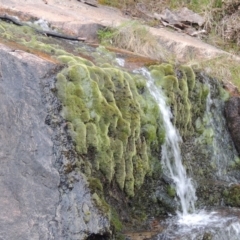 Bryaceae (family) (A moss) at Paddys River, ACT - 25 Oct 2018 by michaelb