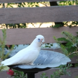 Cacatua sanguinea at Hackett, ACT - 8 Nov 2018 05:40 PM