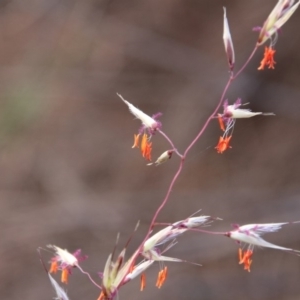 Rytidosperma pallidum at Hackett, ACT - 13 Nov 2018 08:05 AM