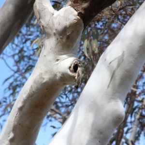 Pardalotus striatus at Hackett, ACT - 13 Nov 2018 08:07 AM