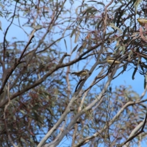 Pardalotus striatus at Hackett, ACT - 13 Nov 2018 08:07 AM