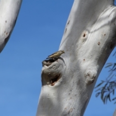 Pardalotus striatus at Hackett, ACT - 13 Nov 2018 08:07 AM