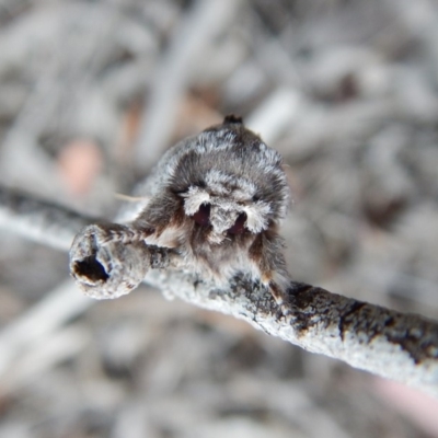 Destolmia lineata (Streaked Notodontid Moth) at Cook, ACT - 12 Nov 2018 by CathB