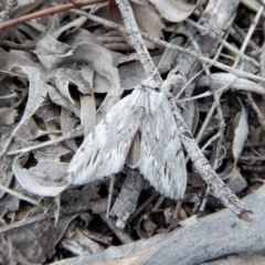 Destolmia lineata at Cook, ACT - 12 Nov 2018 06:49 PM