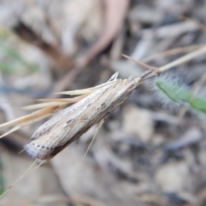 Faveria tritalis at Cook, ACT - 12 Nov 2018 06:33 PM