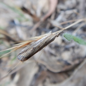 Faveria tritalis at Cook, ACT - 12 Nov 2018 06:33 PM