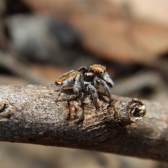 Maratus calcitrans at Dunlop, ACT - 13 Nov 2018