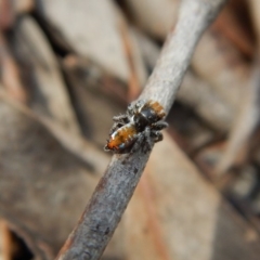 Maratus calcitrans at Dunlop, ACT - 13 Nov 2018