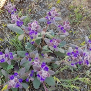 Ajuga australis at Corrowong, NSW - 12 Nov 2018 10:56 AM