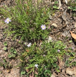 Vittadinia muelleri at Corrowong, NSW - 12 Nov 2018