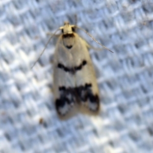 Compsotropha strophiella at O'Connor, ACT - 4 Nov 2018 09:46 PM