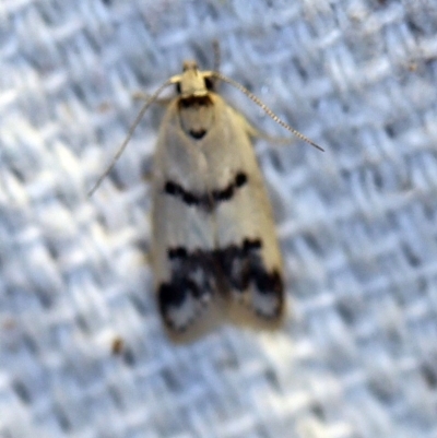 Compsotropha strophiella (A Concealer moth) at O'Connor, ACT - 4 Nov 2018 by ibaird