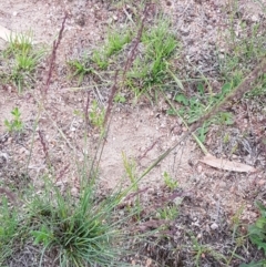 Poa sieberiana (Poa Tussock) at Corrowong, NSW - 10 Nov 2018 by BlackFlat