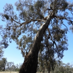 Eucalyptus melliodora (Yellow Box) at Pialligo, ACT - 11 Nov 2018 by MatthewFrawley