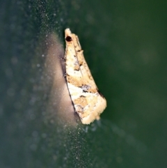 Euphona euphona (A Tortricid moth) at O'Connor, ACT - 4 Nov 2018 by ibaird