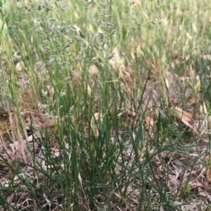 Poa pratensis at Corrowong, NSW - 13 Nov 2018