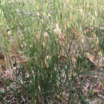 Poa pratensis (Kentucky Bluegrass) at Corrowong, NSW - 13 Nov 2018 by BlackFlat