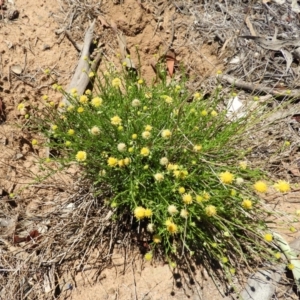 Calotis lappulacea at Pialligo, ACT - 11 Nov 2018