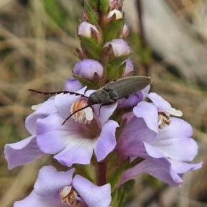 Elateridae sp. (family) at Booth, ACT - 13 Nov 2018 11:04 AM