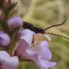 Elateridae sp. (family) at Booth, ACT - 13 Nov 2018 11:04 AM