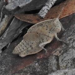 Goniaea australasiae (Gumleaf grasshopper) at Booth, ACT - 13 Nov 2018 by JohnBundock