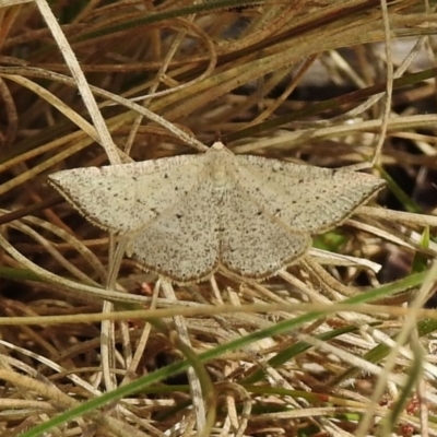 Taxeotis intermixtaria (Dark-edged Taxeotis) at Booth, ACT - 12 Nov 2018 by JohnBundock