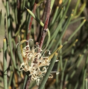 Hakea microcarpa at Greenway, ACT - 10 Nov 2018