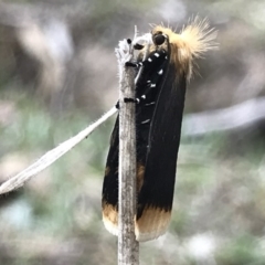 Unnamed genus and species (A Timber moth (subfamily Xyloryctidae)) at Conder, ACT - 10 Nov 2018 by PeterR