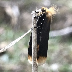 Unnamed genus and species at Conder, ACT - 10 Nov 2018 02:25 PM