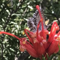 Neolucia agricola (Fringed Heath-blue) at Greenway, ACT - 10 Nov 2018 by PeterR