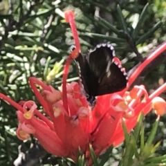 Neolucia agricola at Greenway, ACT - 10 Nov 2018